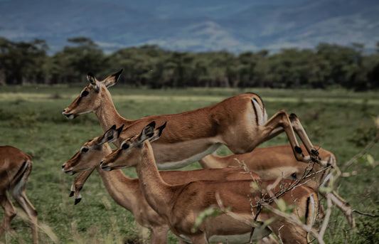 Explore Wildlife Responsibly Essential Guidelines for You