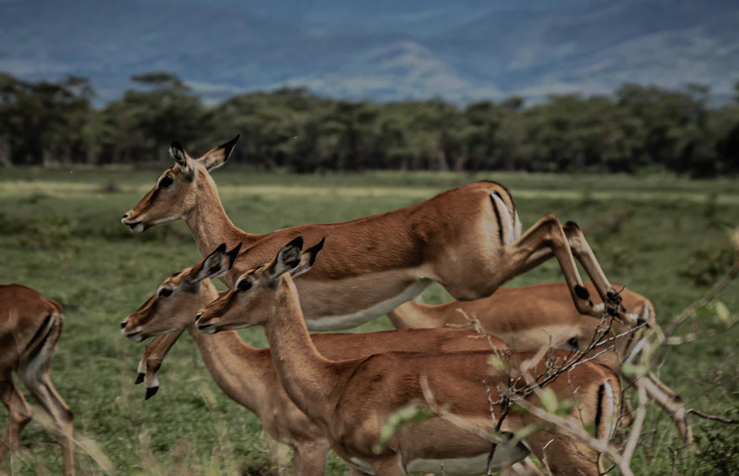 Explore Wildlife Responsibly Essential Guidelines for You